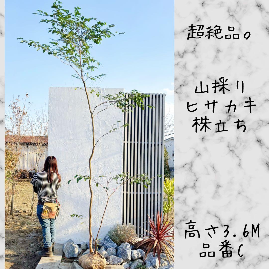 超絶品。山採りヒサカキ株立ち3.6M(鉢底から)品番C