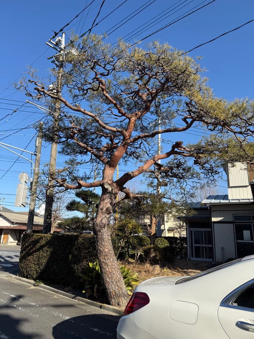 松の木 引取りに来られる方限定