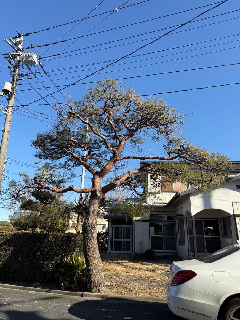 松の木 引取りに来られる方限定