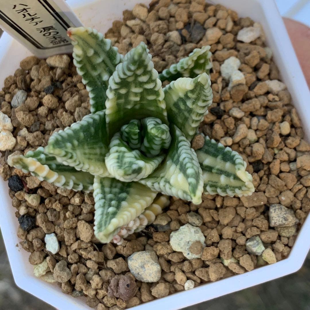 多肉植物 ハオルチア 涙の玉錦 極上株