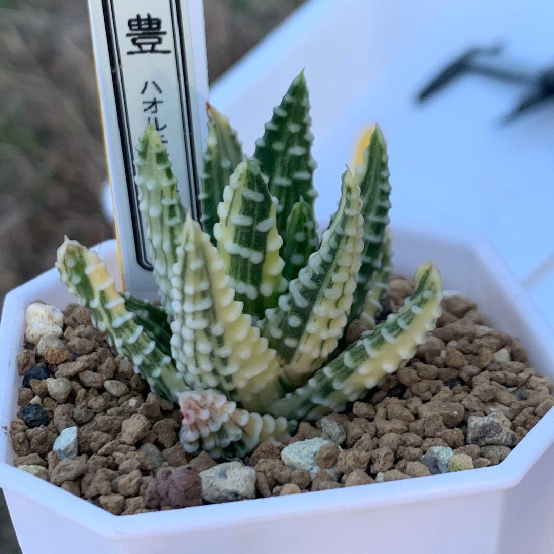 多肉植物 ハオルチア 涙の玉錦 極上株