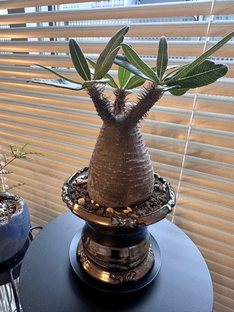 パキポディウム グラキリス　発根済み