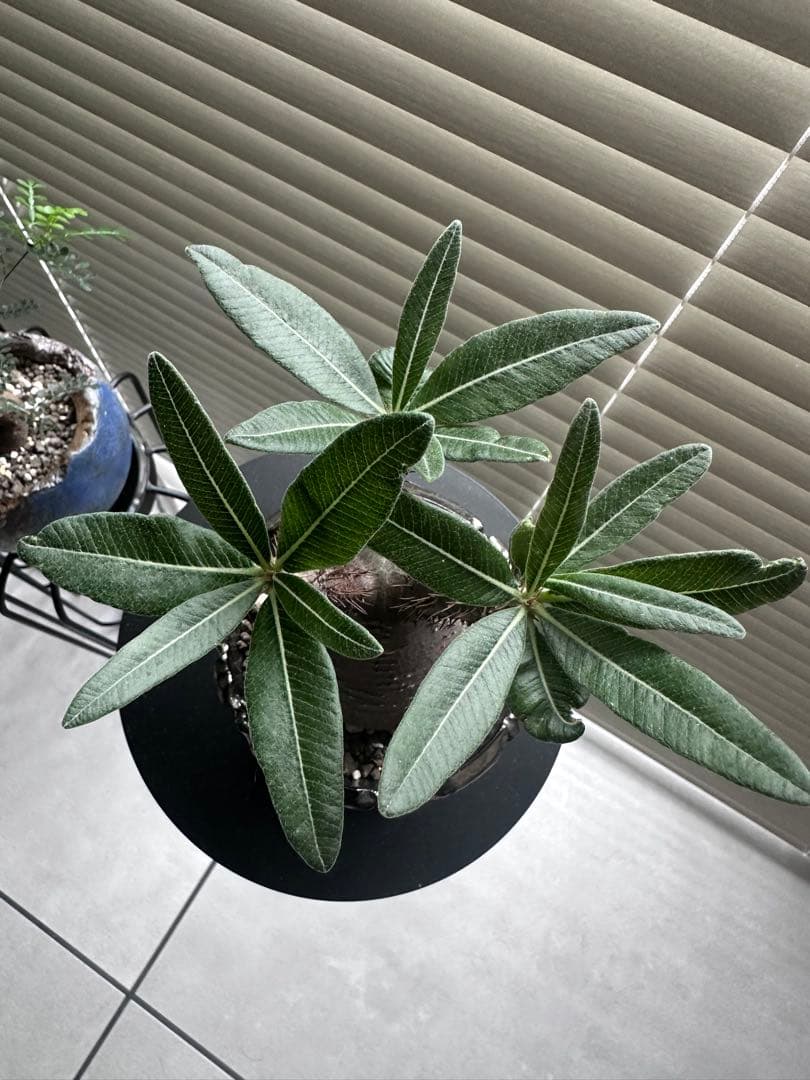 パキポディウム グラキリス　発根済み