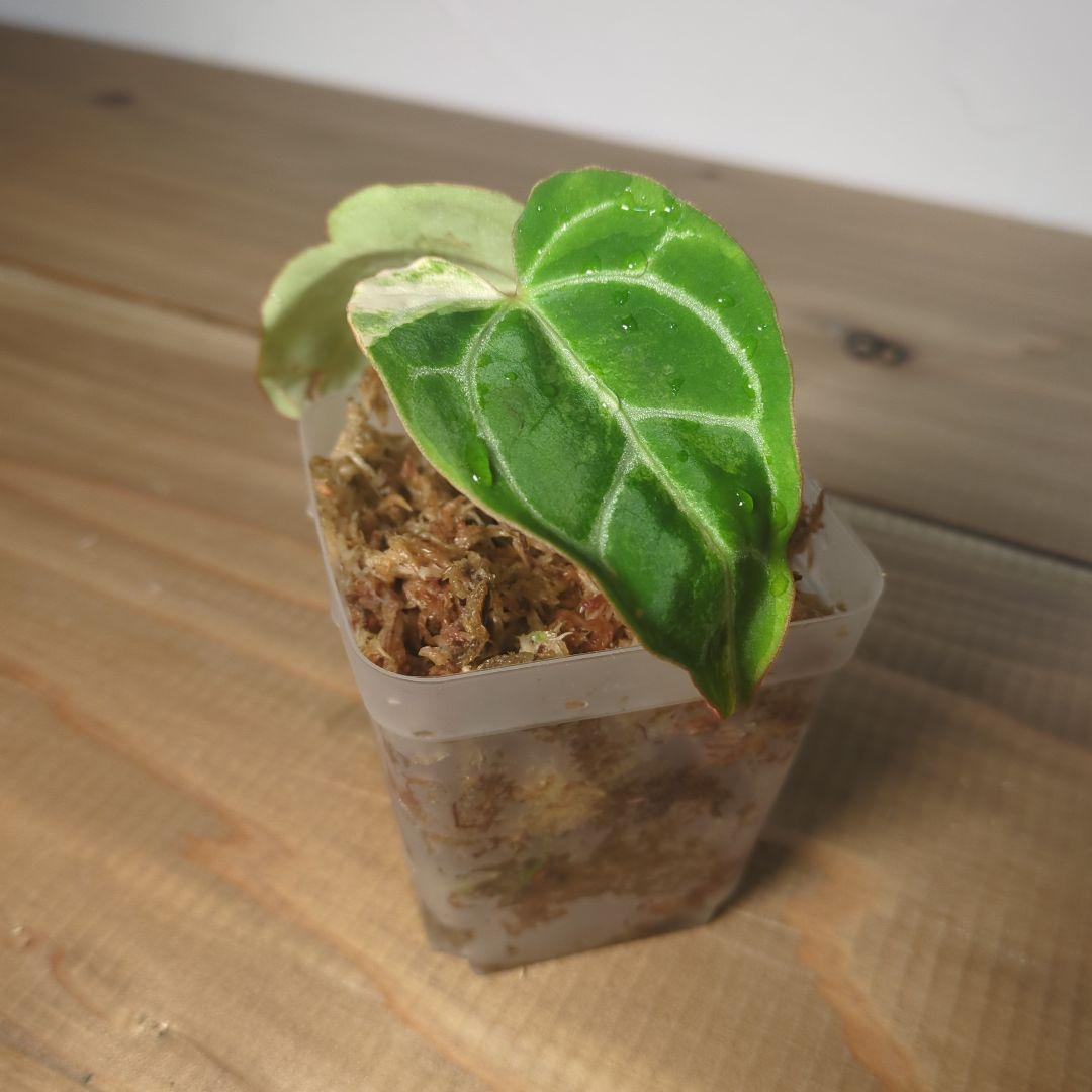 その他観葉植物 Anthurium Crystallinum Variegated