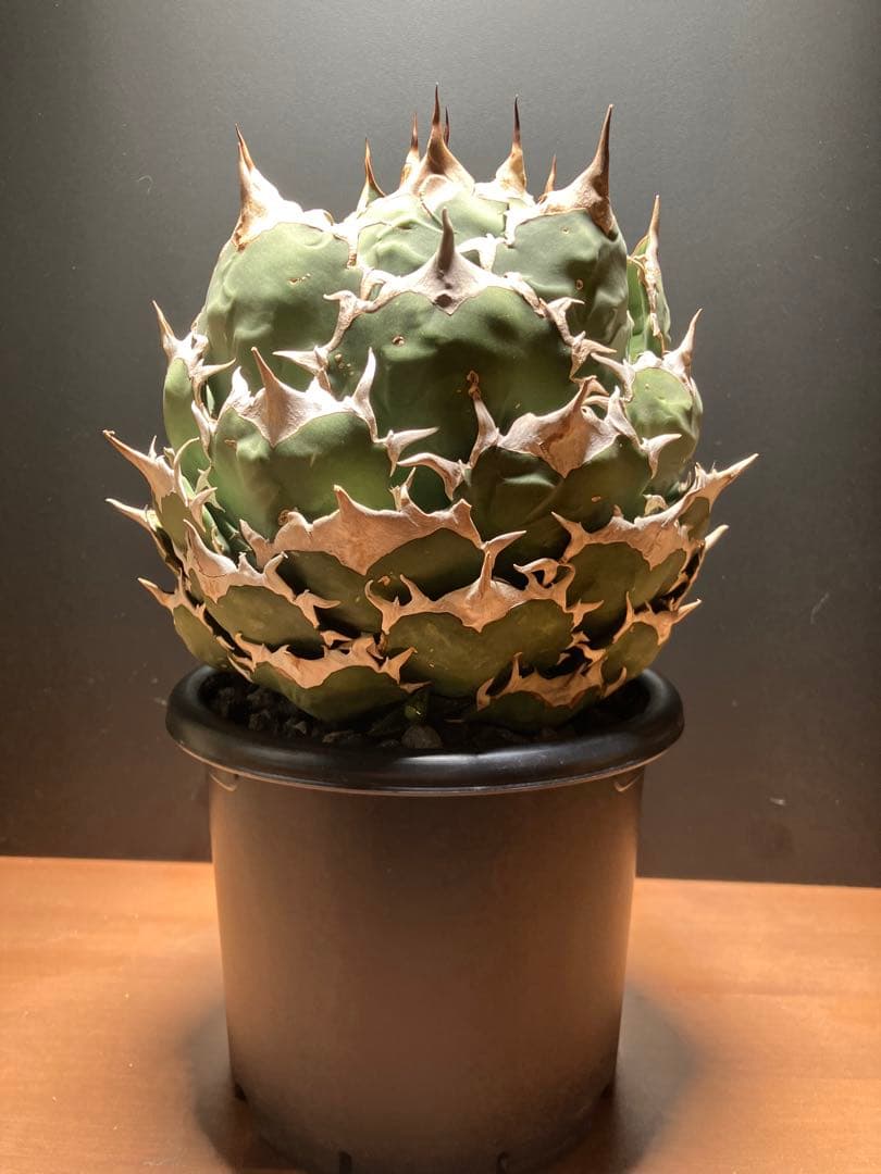 アガベ　チタノタ　ボールタイプ【特大株】 発根済み　子株あり②