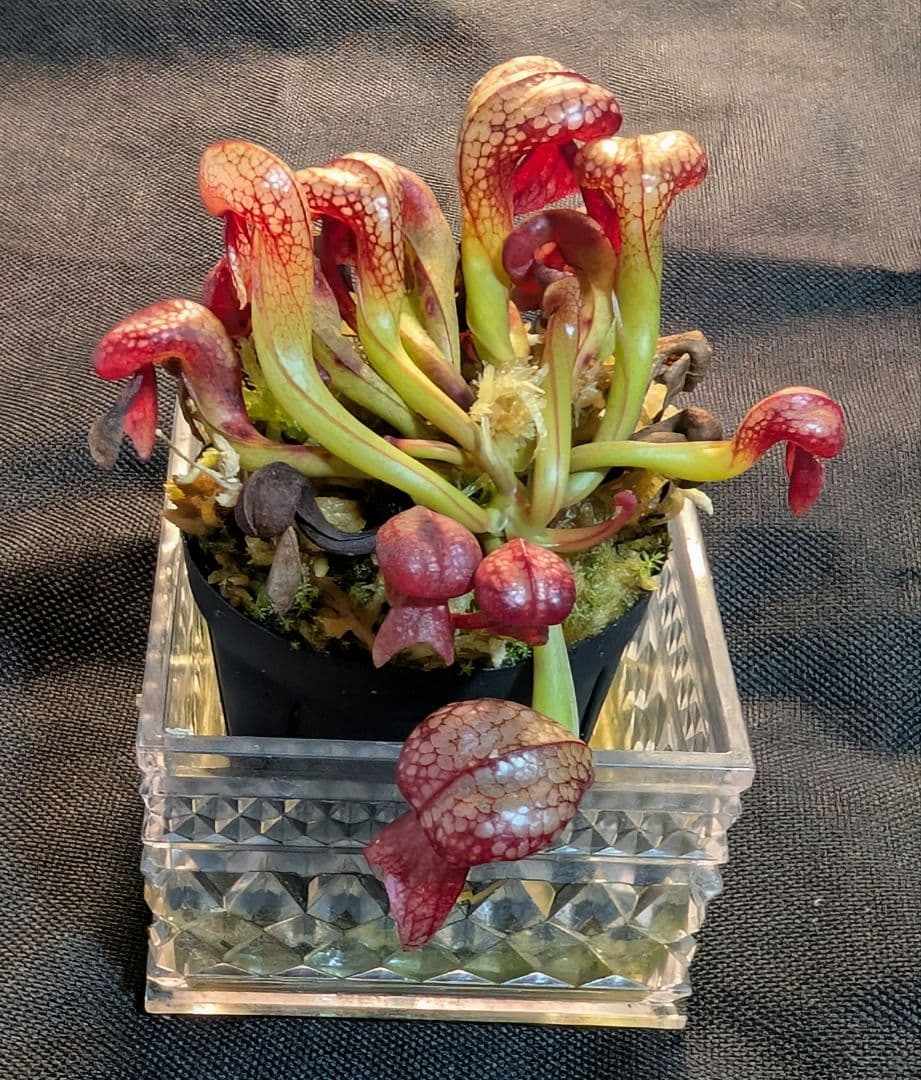食虫植物 ダーリングトニア・カリフォルニカ 【速達】