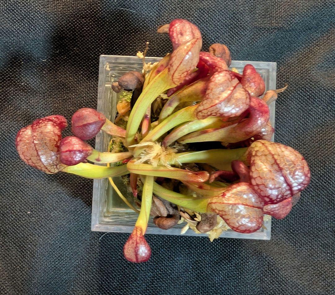 食虫植物 ダーリングトニア・カリフォルニカ 【速達】