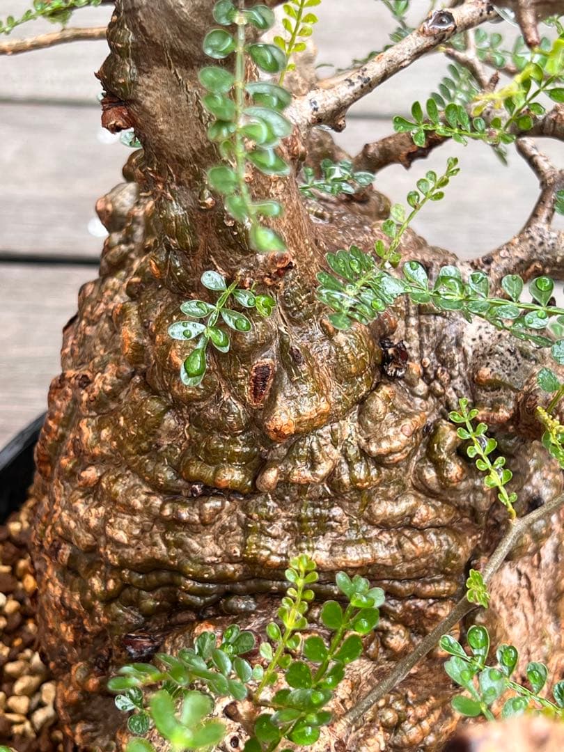 オペルクリカリアパキプス(発根済)