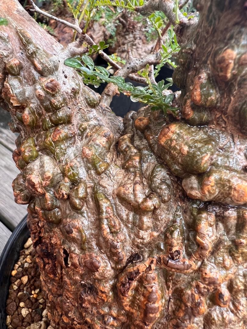 オペルクリカリアパキプス(発根済)