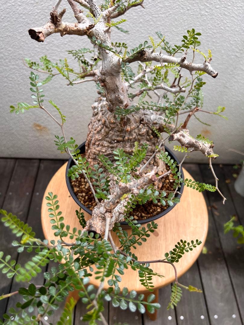 オペルクリカリアパキプス(発根済)