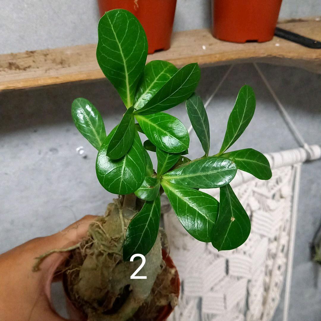 みっちゃん様　確認用