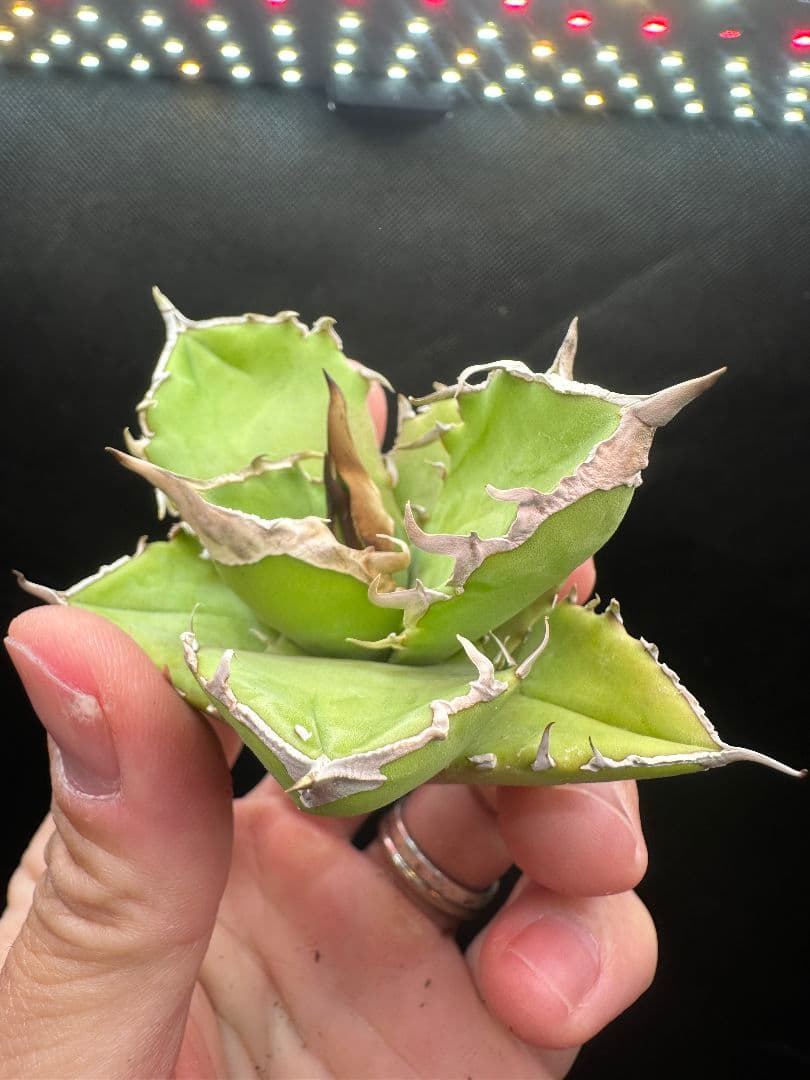 アガベ　白犀牛　シロサイ_1