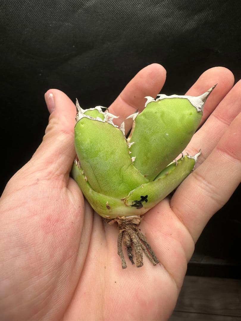 アガベ　白犀牛　シロサイ_1