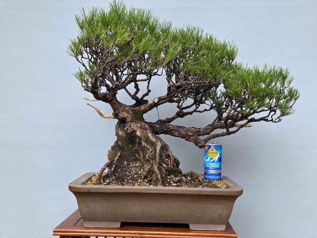 黒松　[山木根上がり]　大品盆栽