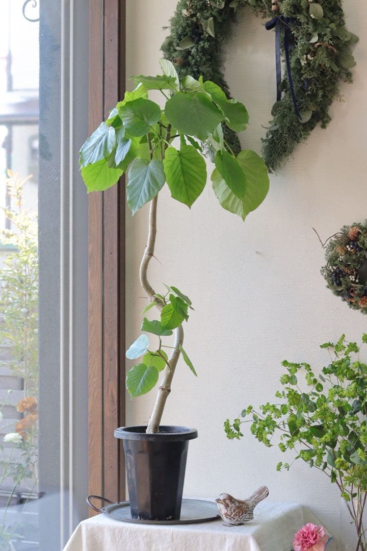 大人気グリーン❤︎フィカス【ウンベラータ】