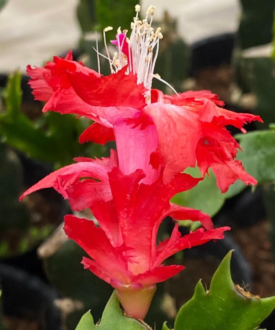 デンマークカクタス シャコバサボテン　赤羽 　葉挿し　1473