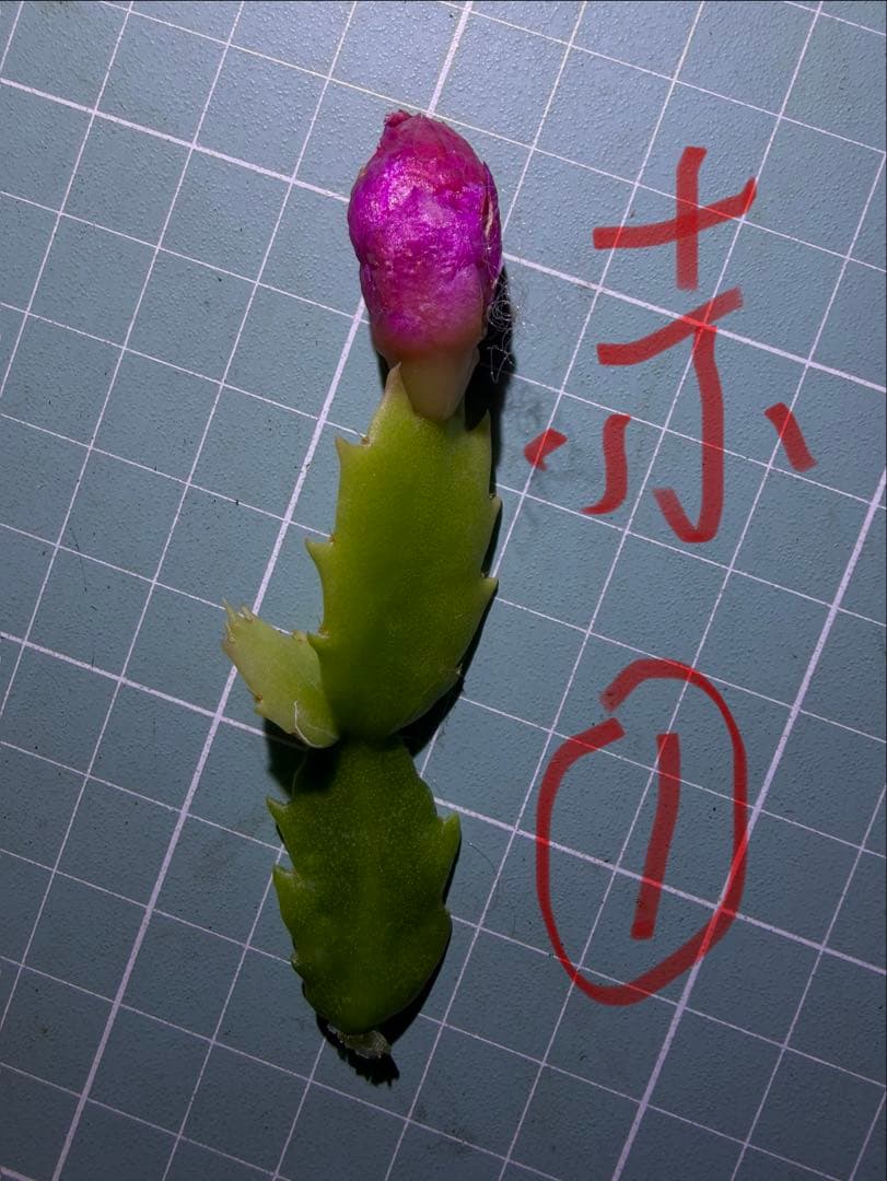 デンマークカクタス シャコバサボテン　赤羽 　葉挿し　1473