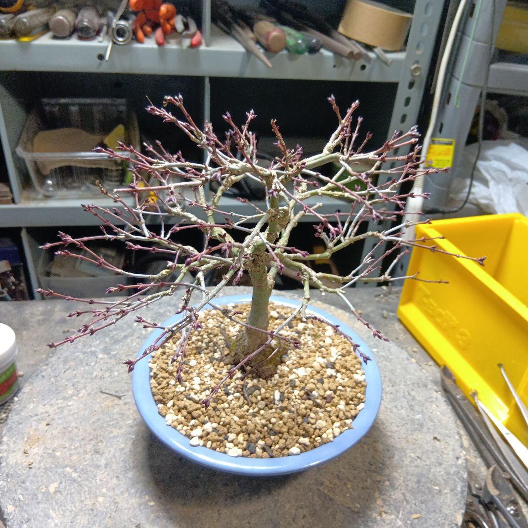 キョヒメモミジ（年数持ち込み古い）