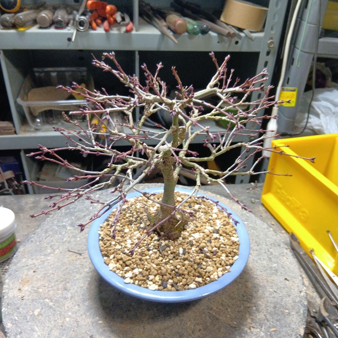 キョヒメモミジ（年数持ち込み古い）