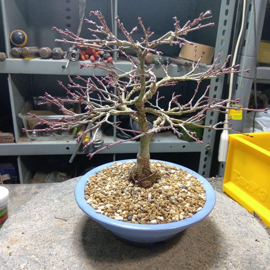 キョヒメモミジ（年数持ち込み古い）