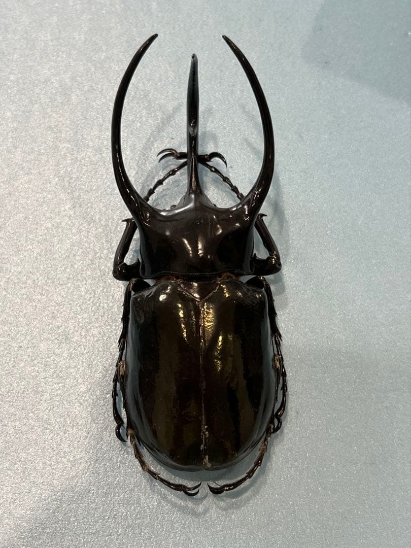 タイリクコーカサス！大型！標本！