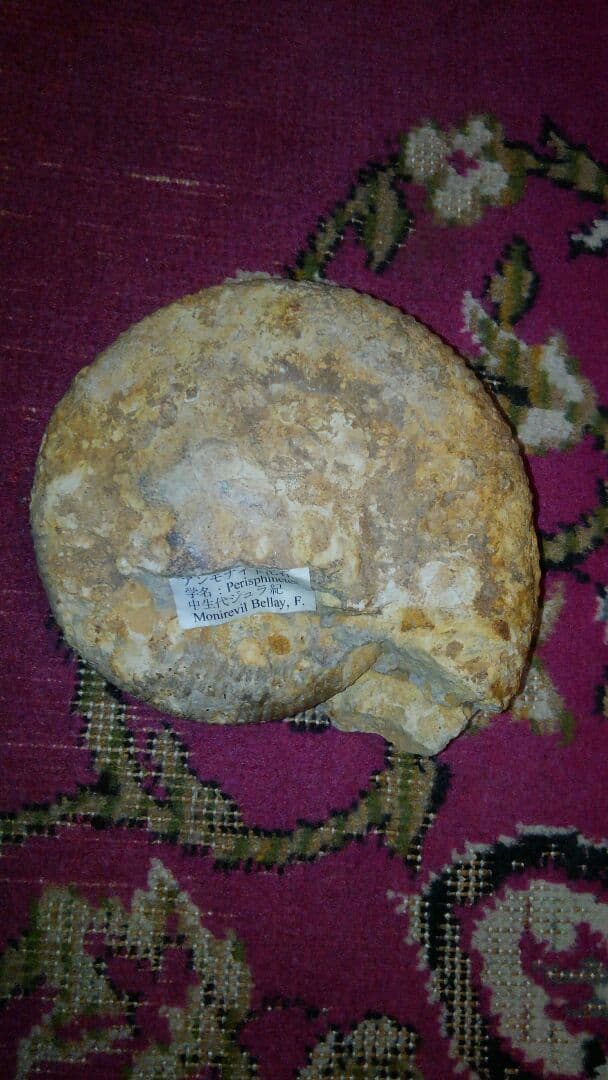 アンモナイト　化石