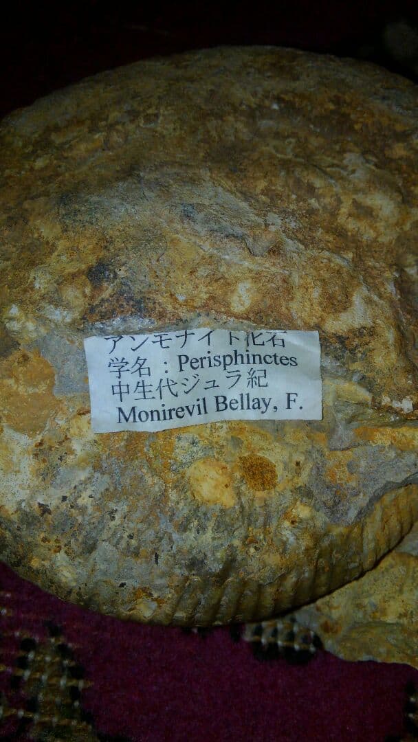 アンモナイト　化石