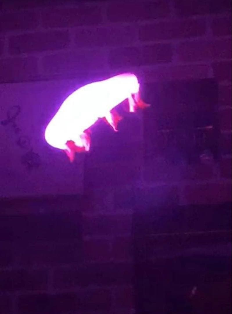 ３D ホログラム　ディスプレイ