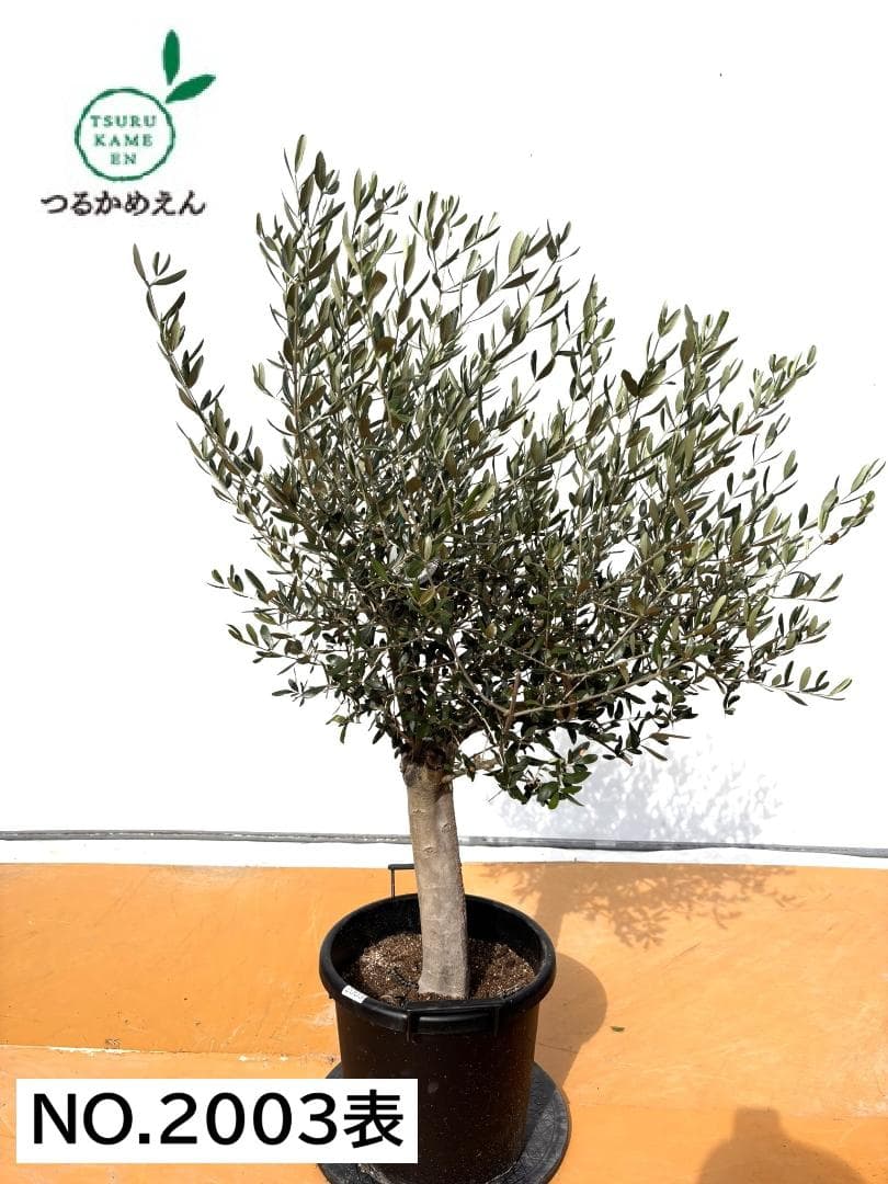オリーブの木　ルッカ　約140cm　NO.2003　大型　人気品種　現品掲載