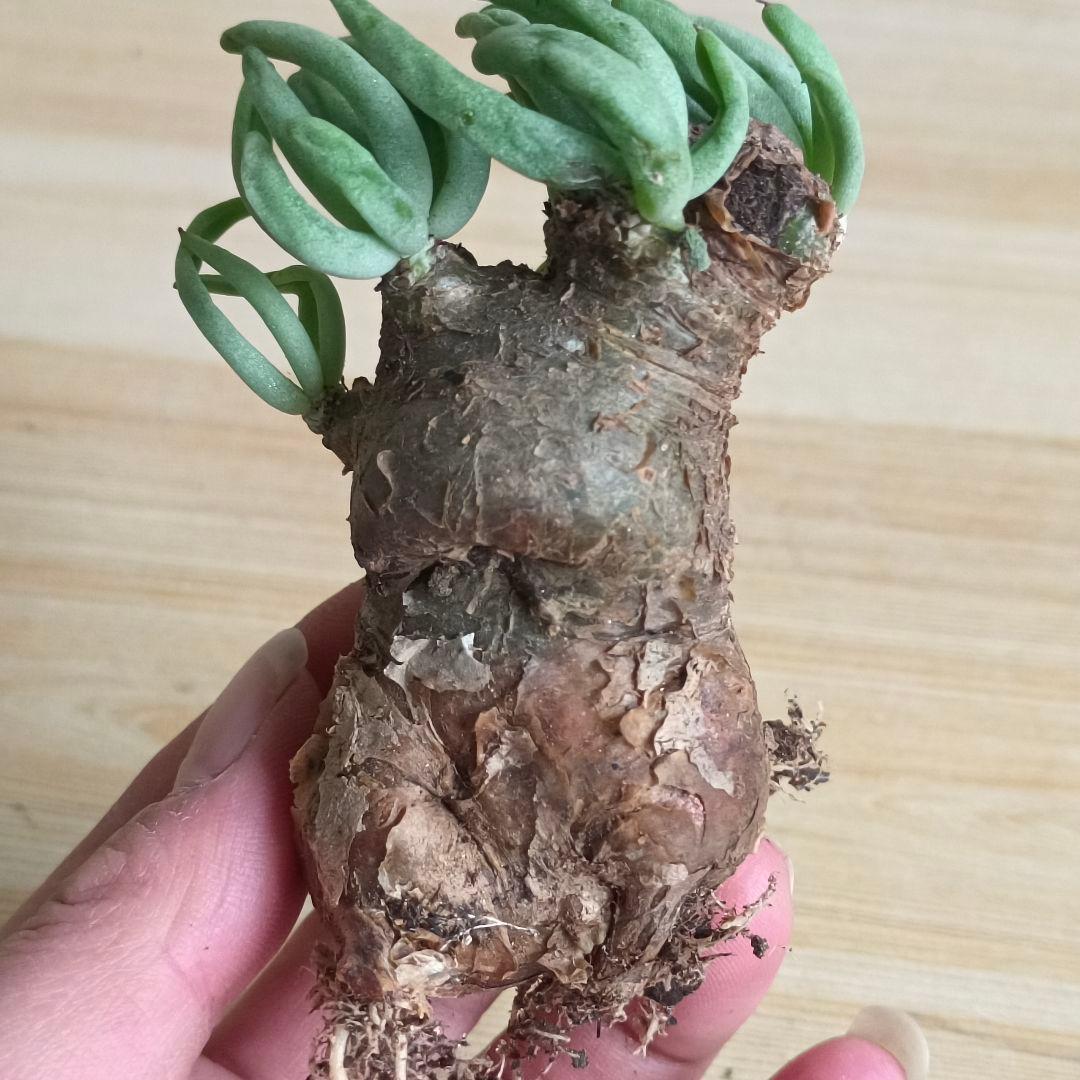 421塊根植物 チレコドン ペアルソニー 白象ベアルート株 万物想 特選大株