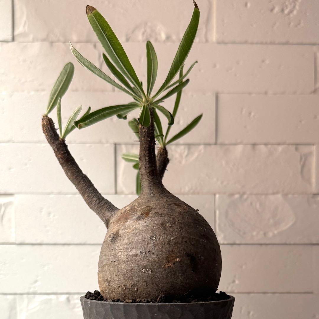 PG38 パキポディウム グラキリス 発根済 現地株