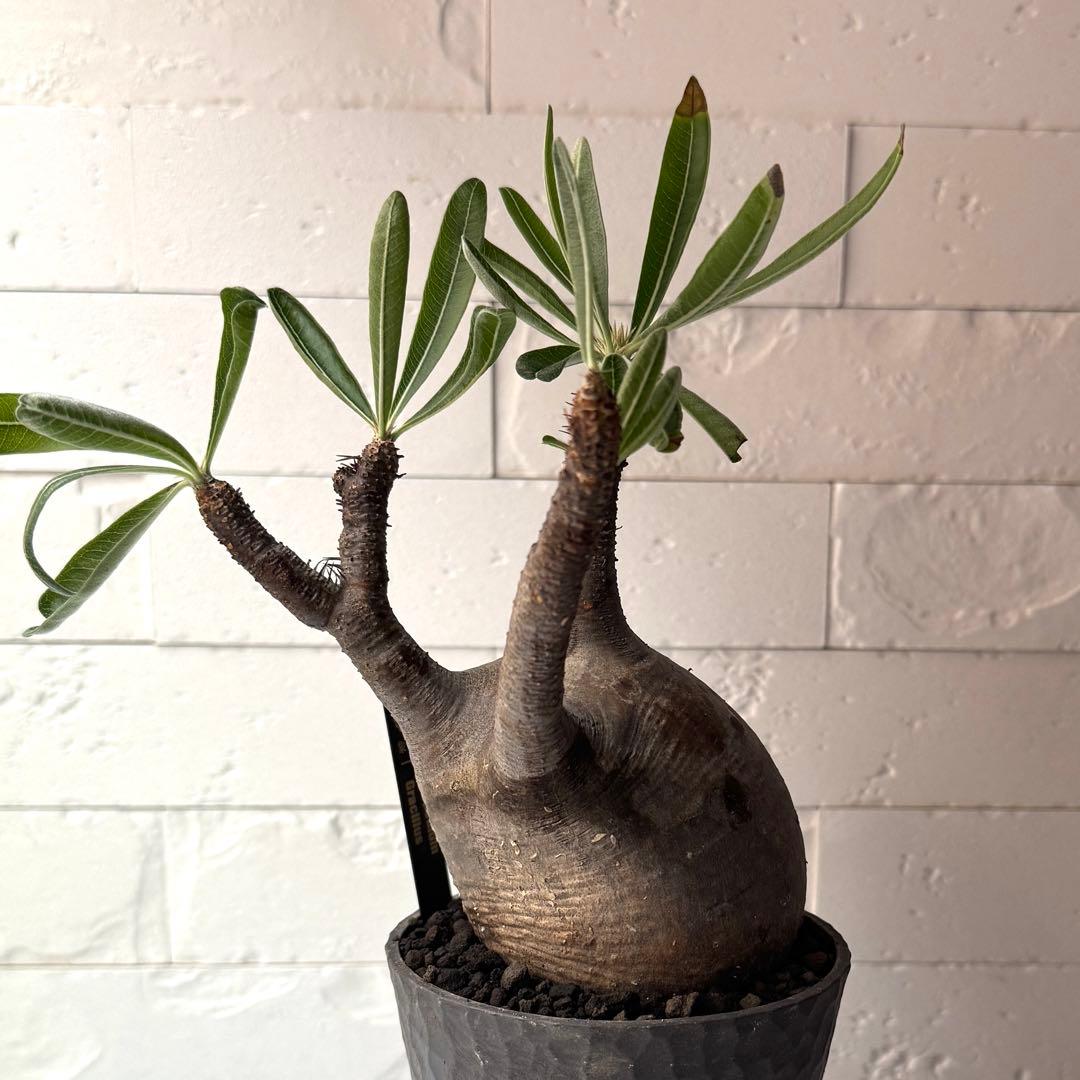 PG38 パキポディウム グラキリス 発根済 現地株