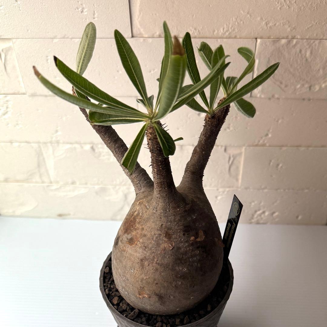 PG38 パキポディウム グラキリス 発根済 現地株