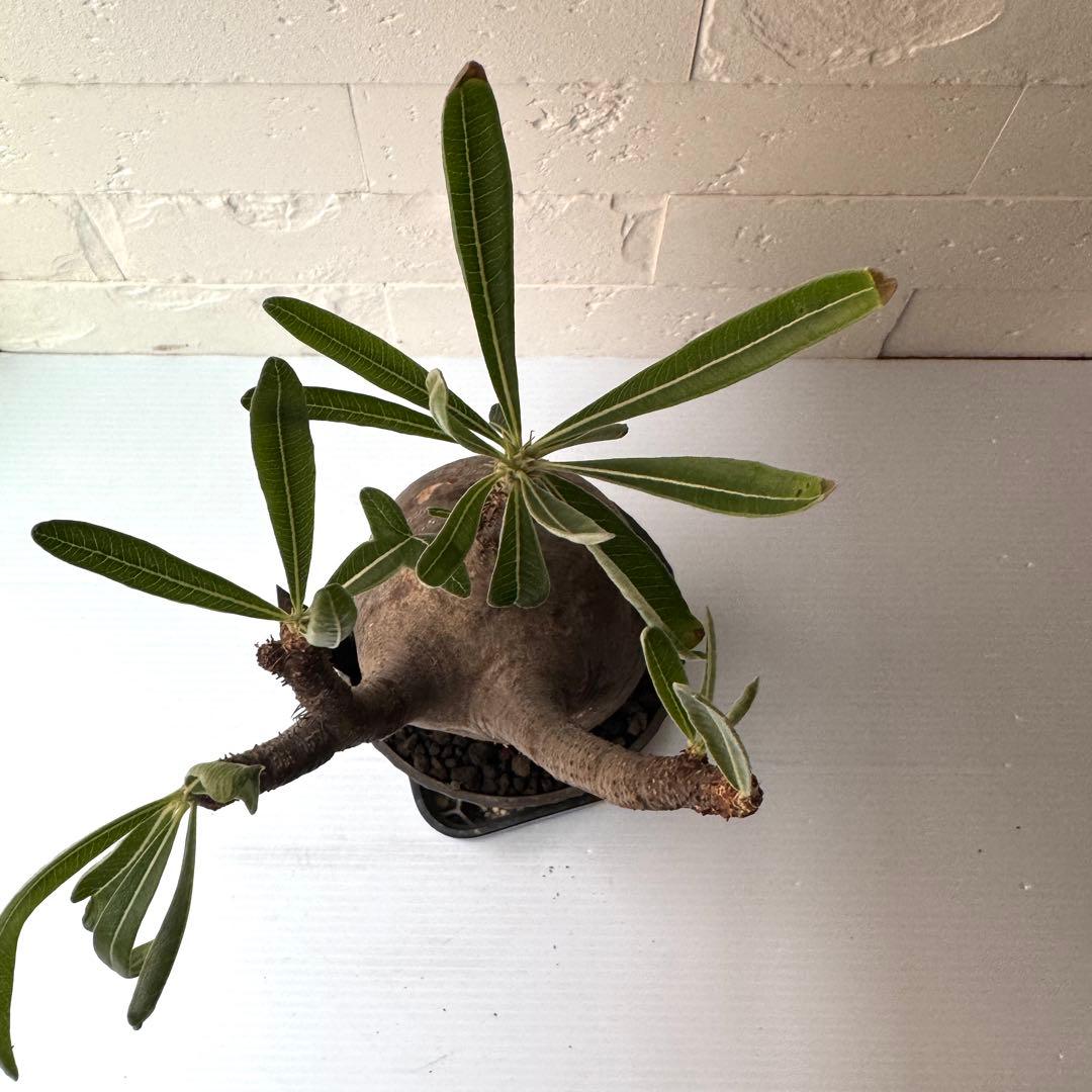 PG38 パキポディウム グラキリス 発根済 現地株