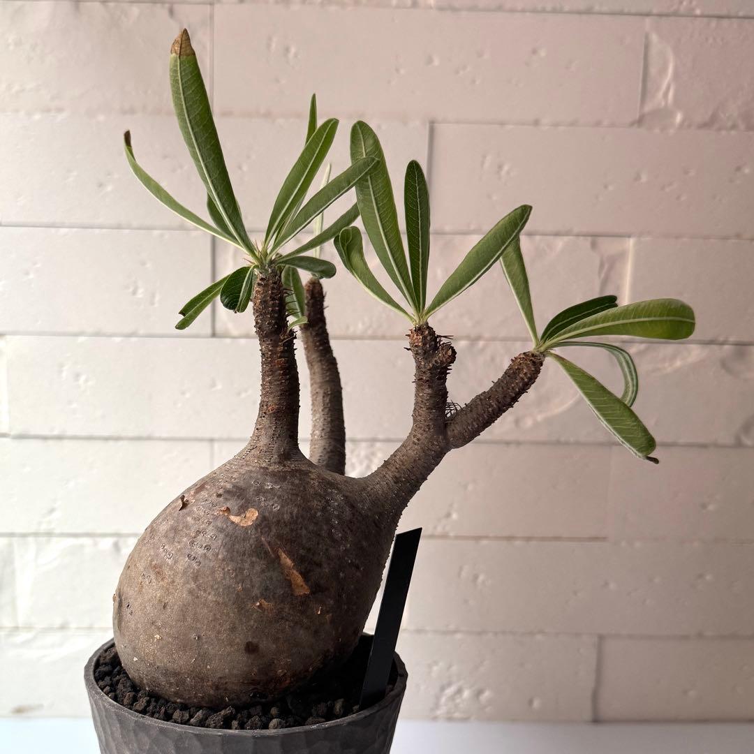 PG38 パキポディウム グラキリス 発根済 現地株