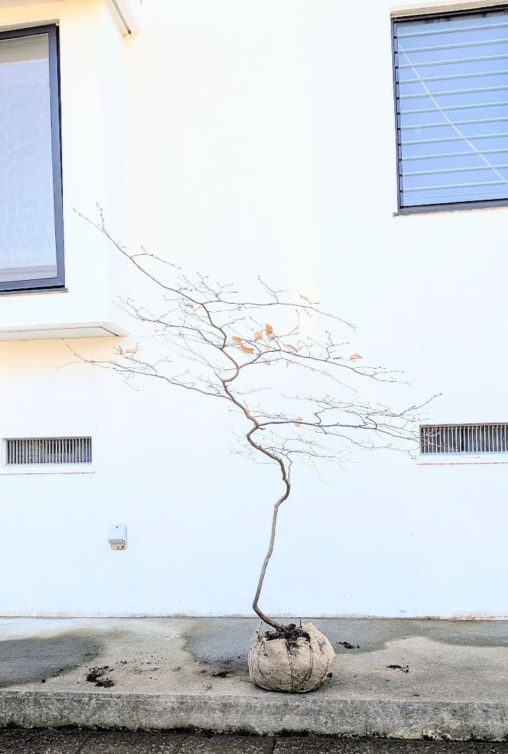 唯一。山採りヤマコウバシ。