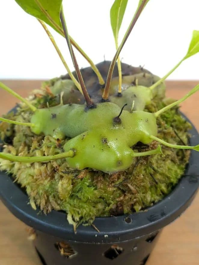 レカノプテリス カルノーサ ミナハサ マナド ノース スラウェシ アリ植物