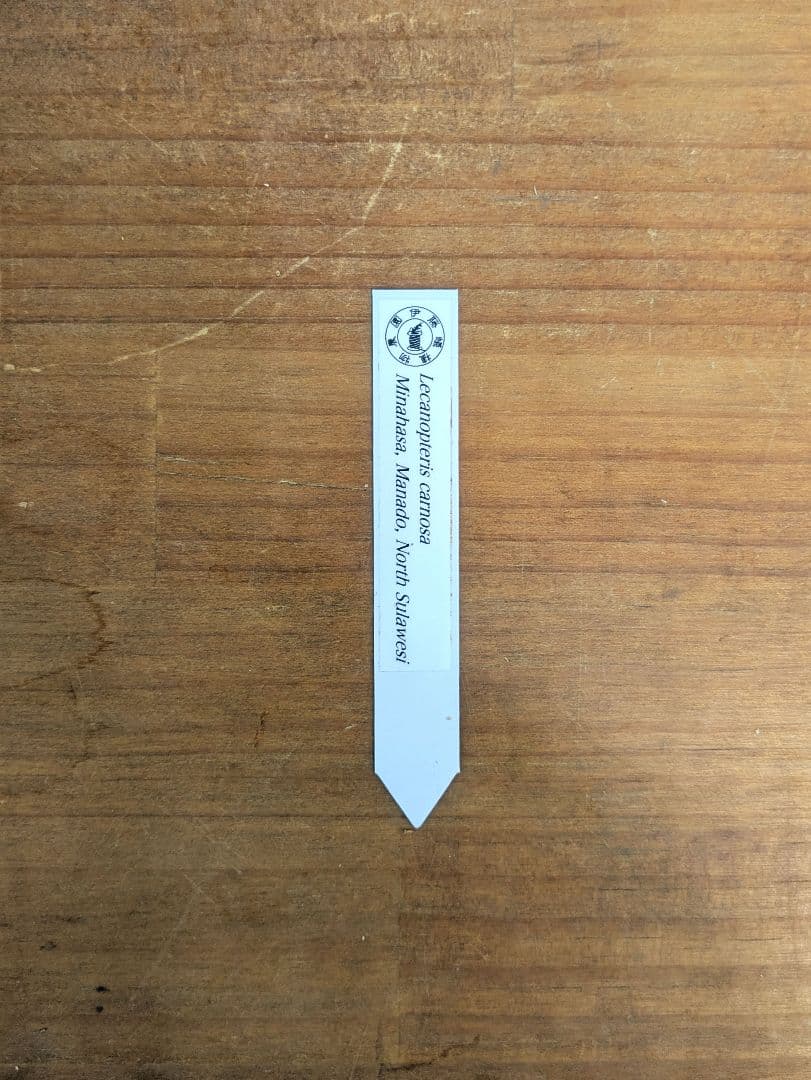 レカノプテリス カルノーサ ミナハサ マナド ノース スラウェシ アリ植物