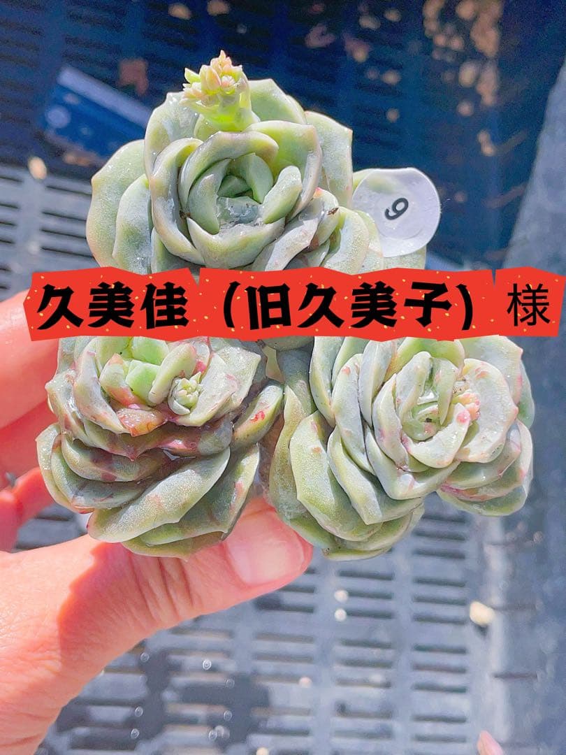 ラブリーローズ錦　赤斑入り　多肉植物　エケベリア 超美斑入り