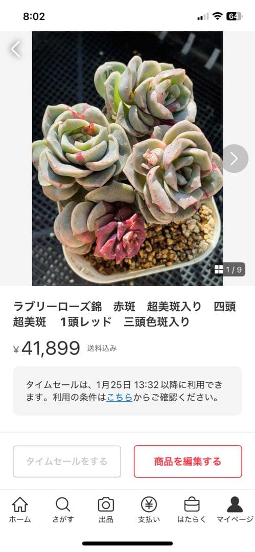 ラブリーローズ錦　赤斑入り　多肉植物　エケベリア 超美斑入り