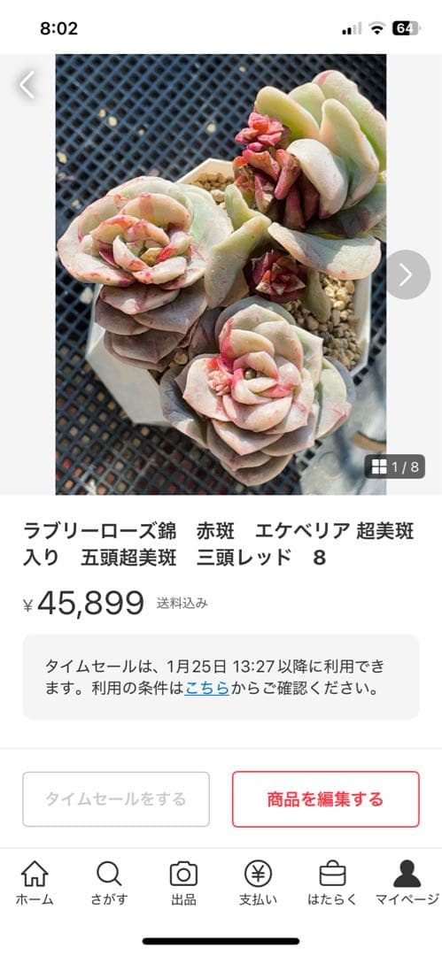 ラブリーローズ錦　赤斑入り　多肉植物　エケベリア 超美斑入り