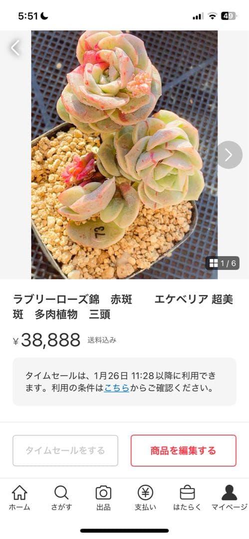ラブリーローズ錦　赤斑入り　多肉植物　エケベリア 超美斑入り