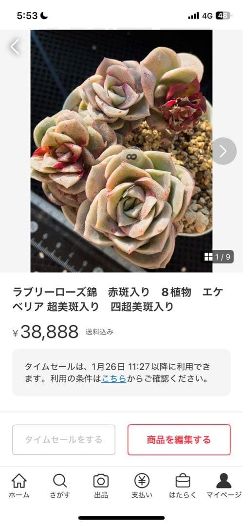 ラブリーローズ錦　赤斑入り　多肉植物　エケベリア 超美斑入り