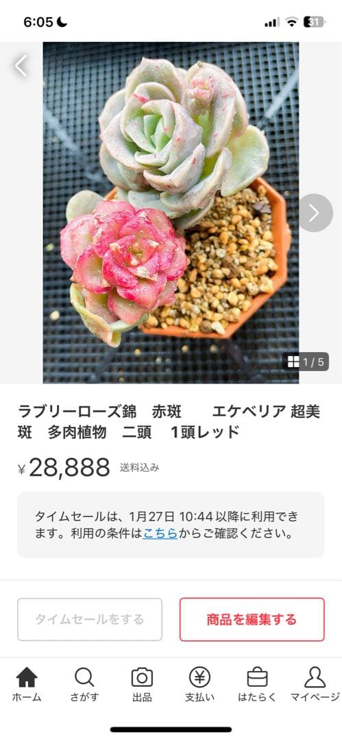 ラブリーローズ錦　赤斑入り　多肉植物　エケベリア 超美斑入り