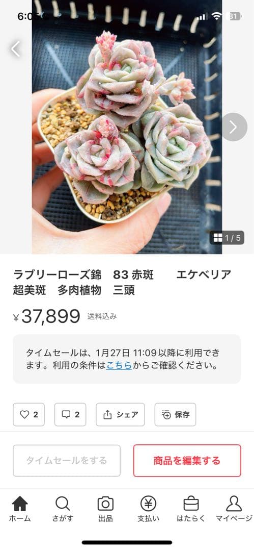 ラブリーローズ錦　赤斑入り　多肉植物　エケベリア 超美斑入り