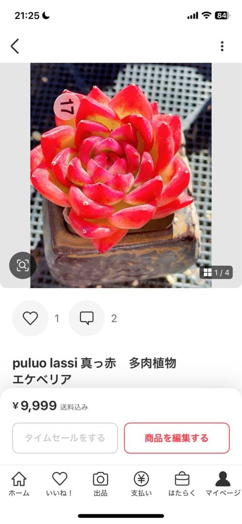 ラブリーローズ錦　赤斑入り　多肉植物　エケベリア 超美斑入り