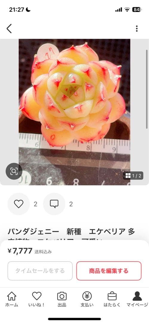 ラブリーローズ錦　赤斑入り　多肉植物　エケベリア 超美斑入り