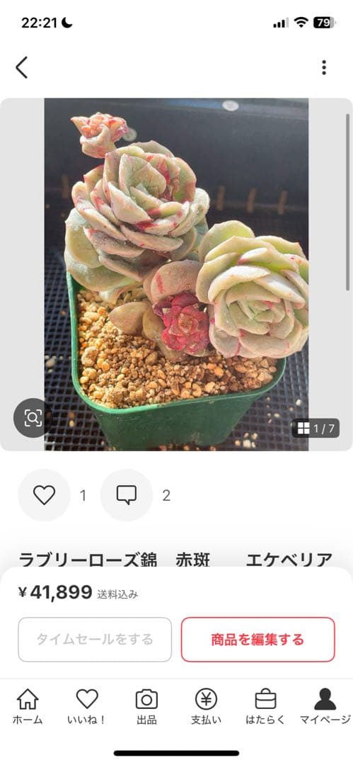 ラブリーローズ錦　赤斑入り　多肉植物　エケベリア 超美斑入り