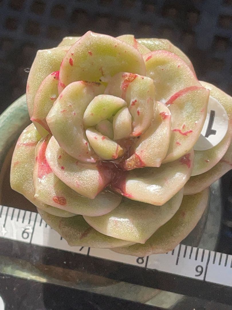 ラブリーローズ錦　赤斑入り　多肉植物　エケベリア 超美斑入り