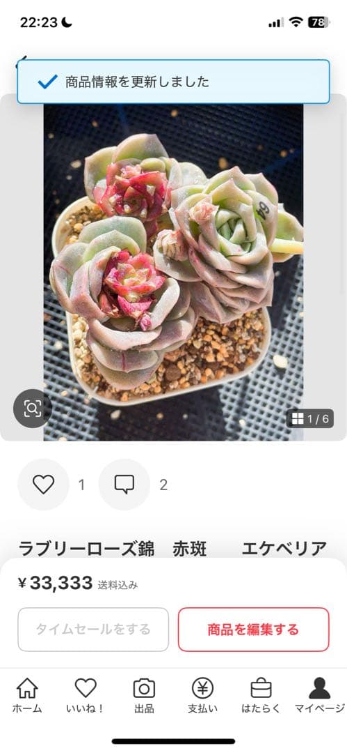 ラブリーローズ錦　赤斑入り　多肉植物　エケベリア 超美斑入り